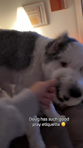 Doug the Sheepadoodle: A Goofy and Cute Dog