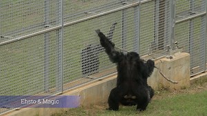 Witnessing a chimp family exploring the forest for the first time is always an exciting experience! Some are cautious, carefully investigating the open air and big sky, while others, like Ehsto’s group, dive in headfirst, immediately running to greet the neighbors and explore all the amenities their new forested habitat has to offer. In just an hour, they were already embracing their 'wild chimp' instincts. Splitting into subgroups (something called fission-fusion that chimps do in the wild), us