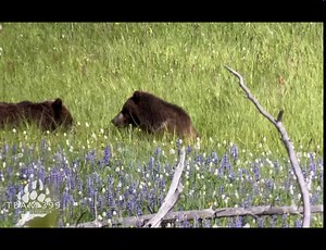 1.6M views · 67K reactions | A repost of our favorite wolf encounter back in 2021 where a handful of folks including two guests on a private tour got to spend a few minutes almost alone as this wolf howled for the rest of his or her pack. Watch with the volume up. If you are coming out to the Tetons and/or Yellowstone this winter consider us for a private tour. | Team 399 | Facebook