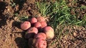 40K views · 858 reactions | How to grow potatoes from start to finish in your garden. Growing potatoes can be a rewarding great food crop and good storable food. We take you along growing potatoes in Tennessee or just about anywhere. We show you how to store your potatoes long-term. Having our little TYM Tractors T264 has been a great investment in our properties. It allows us to do so much more. | Tony's Tractor Adventure Homestead | Facebook