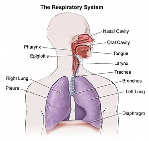 Respiratory System
