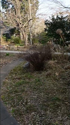 ちび