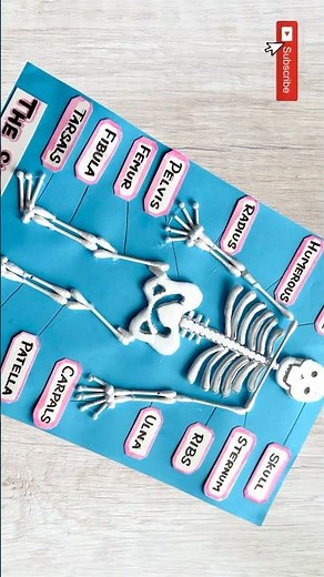 Easy Human Skeleton Model for School Project | Skeletal System DIY Using Cotton Swabs #shorts