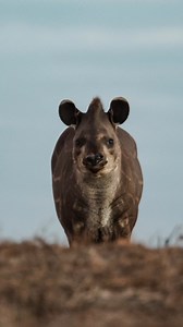 Here's how tapir poop — yes, we said poop — could help save our forests. #tapirs #amazinganimals #LudmilaRattis | TED