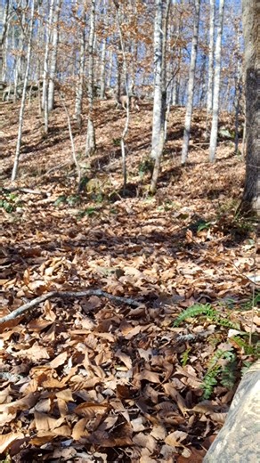 Little feller, might see you again in a few years. | Brandon Henry