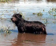 It takes a village to save a drowning farm
