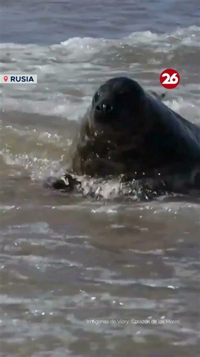 SIETE CACHORROS FOCA GRIS EN PELIGRO DE EXTINCIÓN REGRESAN AL MAR TRAS SU REHABILITACIÓN