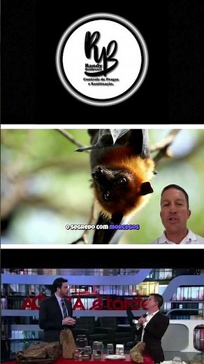 Tem morcego no forro? Cuidado: Matar é CRIME inafiançável! 🦇