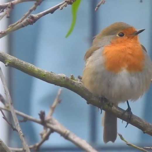 This Tiny Robin Just Brightened a Grey Morning! 🌧️🐦 Wait Until You See It…