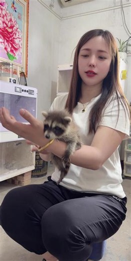 小浣熊幼崽从小养超级亲人粘人，可以当宠物饲养，呆萌可爱，温顺粘人#小浣熊🦝 #浣熊养殖#浣熊幼崽#干脆面小浣熊