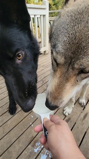 Why I Feed My Wolf Milk 🥛🐺 #petwolf #HoneytheWolf #wolf