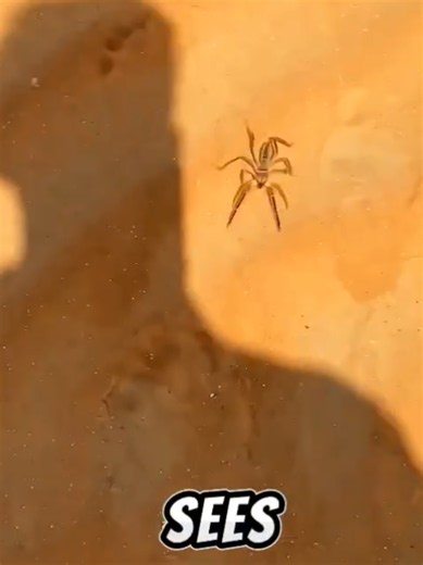 What Happens When a Camel Spider Chases You