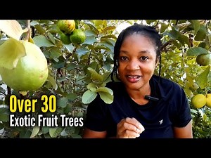 We Grow Over 30 Exotic Fruit Trees In Our Tropical FOOD FOREST