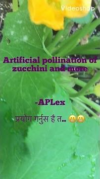 Artificial hand pollination