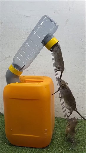 🐁 Tiny Rat, Big Adventure! ✨🌿#Rat #CuteRat #AnimalLife #Wildlife #Nature
