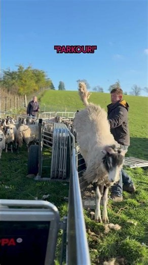 There's always that one showoff 🤣🐑🫠 #Sheep #FunnyAnimals #FarmAnimal