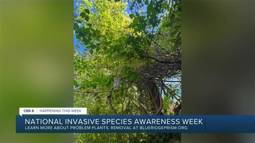 Invasive plants are spreading across Virginia. Here s what experts say you can do about it. | Invasive Species Collaborative at Virginia Tech