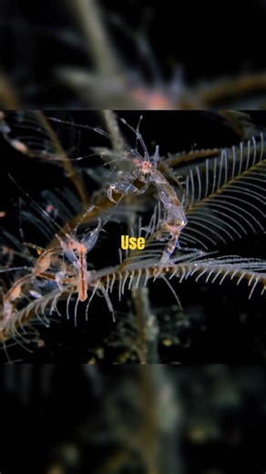 The Tiny Sea Monster That Hugs Its Prey 🦐