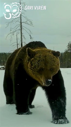 Karhun kosketus- The Bear’s Touch #wildlife #bear #karhu #youtubeshorts #finlandnature #naturelovers