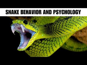 Snake Behavior and Psychology | Interesting Facts | The Beast World