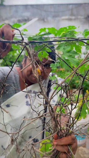 Planting #garden #mini #homemade #reelsindia #natural #reels #farming | BB talks