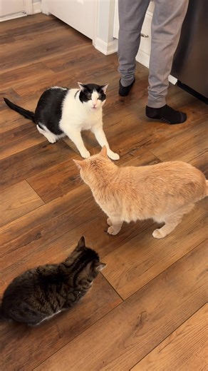 Dinner Time with the Wonky Family: A Heartwarming Moment