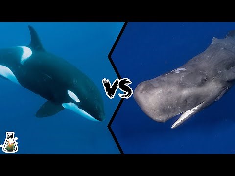 KILLER WHALE VS SPERM WHALE - Who would win this battle of titans?