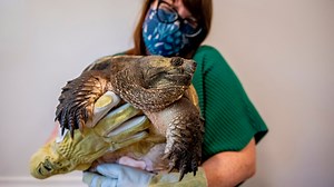 An injured snapping turtle in Maine went viral. After 2 surgeries, here's how he is doing.