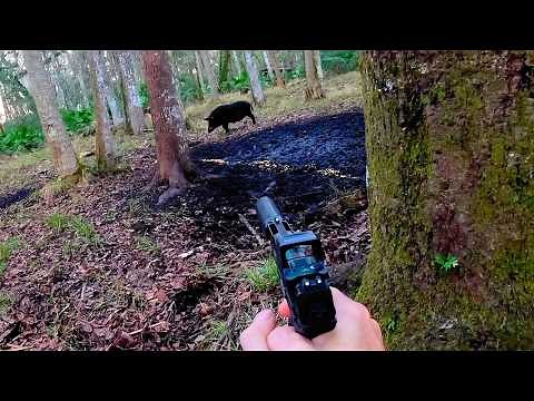 I had more hogs than bullets! | Hunting Hogs with a 5.7 Pistol
