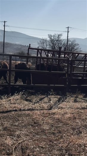 Blair Underwood on Instagram: "Just finished feeding the buffalo this morning. Hey, bison gotta eat too! #BreakfastOfChampions Thank ya Scott & Ty!"