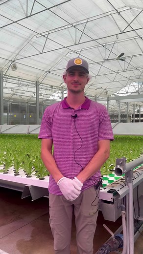 Here's a look into our IPM program with our grower, Dom! Our biological control agents replace the need for pesticides and allow us to bring you clean, pesticide-free lettuce from our farm to your table! That's #LettuceElevated. #TrueHarvestFarms #Texas #greenhousegrown #hydroponics #pesticidefree | TrueHarvest Farms
