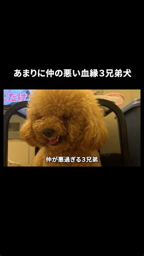 血の繋がった兄弟の方が仲悪い説【多頭飼い】 ♯shorts