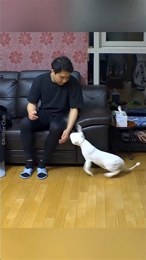 This Cat Thought Her Favorite Human Left Forever 💔🥺 | Emotional Cat Story #Shorts