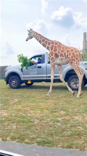 Giraffe Steals Entire Branch from Ranger's Truck #wildlife #safari #shorts