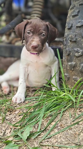 Jenny Ridge Kennels, German Shorthaired Pointers our pups loving life. #jennyridgekennels#gsp#germanshorthairedpointers#lovingpuppylife | Jenny Ridge Kennels