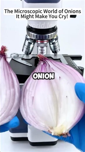 Onion under the microscope 🤯🤯 #microscope #facts #shorts