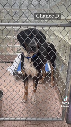 20K views · 522 reactions | Our shelter is full. Please consider adopting a dog today. We promise if you give them your heart, they will give you theirs. #adoptdontshop #pspca -  The Pennsylvania SPCA  350 E Erie Ave., Philadelphia, PA 19134 ⭐️ Kennel #3079 | Pennsylvania SPCA | Facebook