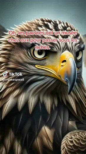 Vidéos de belle femme creole 427 (@belle.femme.creole2) avec son original - belle femme creole 427