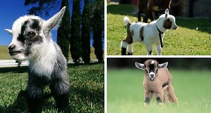 20 Baby Pygmy Goats That Will Melt Any Cold Heart