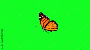 Butterfly on green screen background