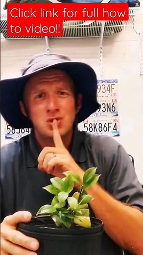 How to Root Camellias Using a Water Bottle and Sand!!