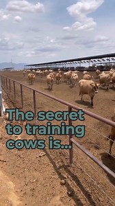 What’s the secret to training cows? Positive reinforcement! Cows learn best through calm, consistent handling and positive experiences. Whether it’s training them to enter the milking parlor, walk on a halter, or stand quietly for exams, rewarding good behavior (instead of punishing bad) helps build trust and confidence. It’s amazing how far kindness and patience can go in the barn and beyond. 💛 #dairy #vet #training #dairydoc #dairykind | Dairy Doc