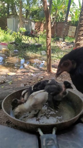 Tiny Chicks, Funny Chicken Voice 🐣#youtube #funny #chickenlovers