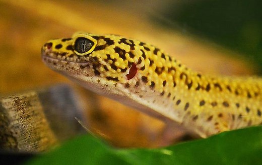 Do Geckos Hibernate? The Surprising Answer – Reptiles & Amphibians