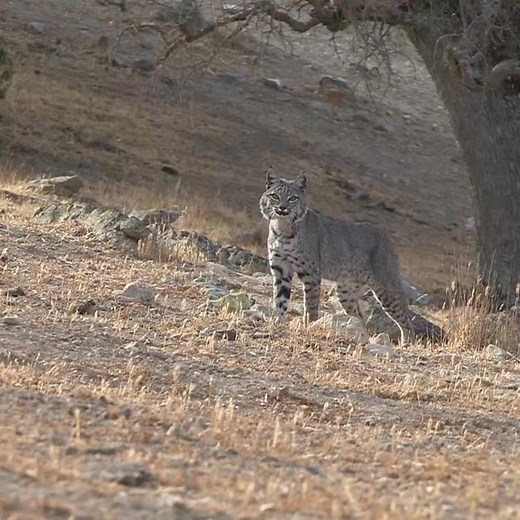 Bobcat and Coyote Hunting with FoxPro Calls
