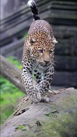 Javan Leopard – The Elusive Ghost of Java 🐆🌿