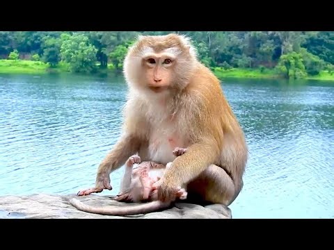 Peaceful Life of a Pigtail Monkey Living With Long-Tail Monkeys