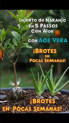 Orange Tree Grafting in 5 Steps with Aloe Vera