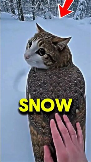 This Meowl Had Never Seen Snow Before... The Ending was so Cute❄️#meowl #cute