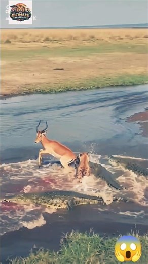 Wild Dog Jumps into Crocodile Lake to catch Impala #epicwildlife#nature #wildlife #viral